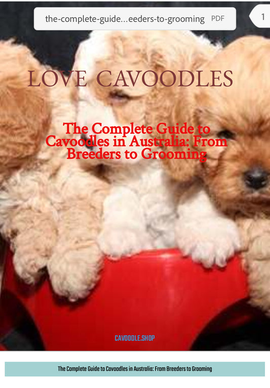 the-complete-guide-to-cavoodles-in-australia-from-breeders-to-grooming